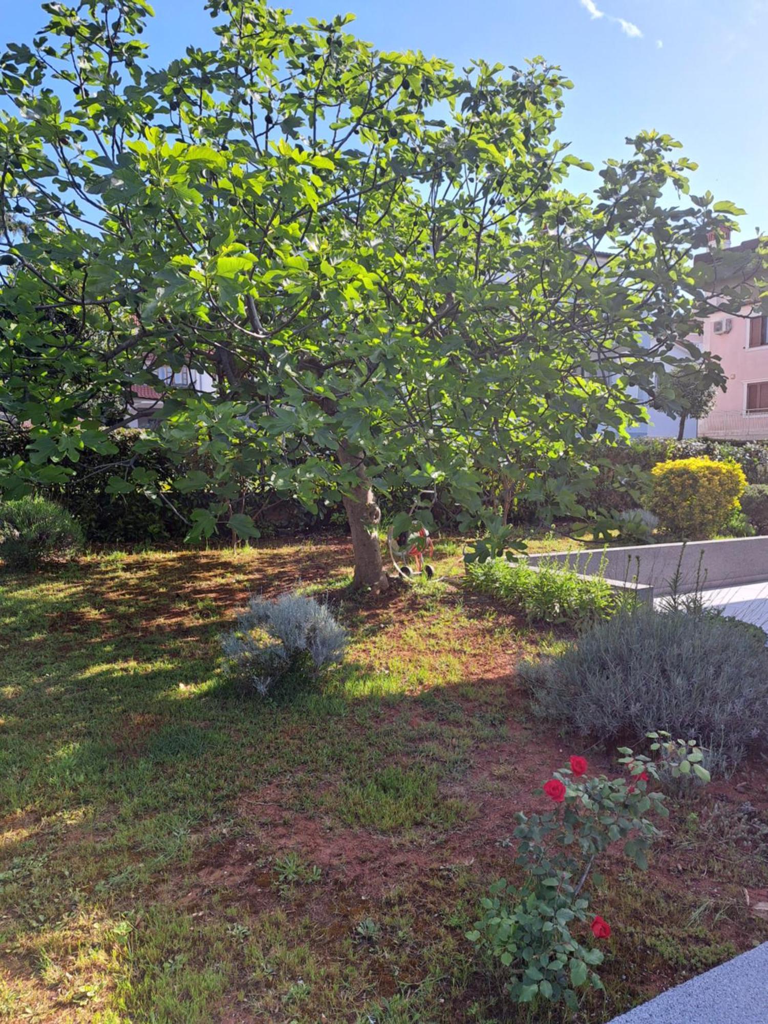 Apartment Elinor 2 Rovinj Exterior photo